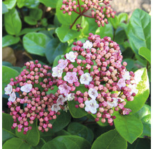 Kvitnúci Viburnum tinus s púčikmi a kvetmi