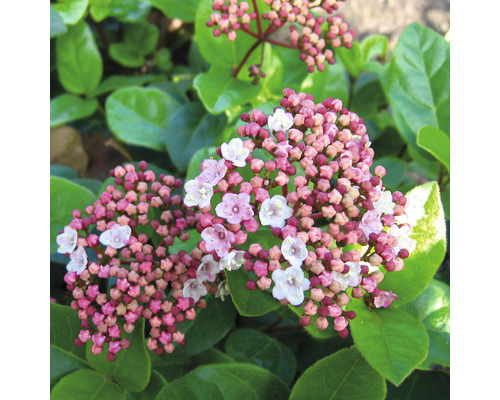 Kvitnúci Viburnum tinus s púčikmi a kvetmi