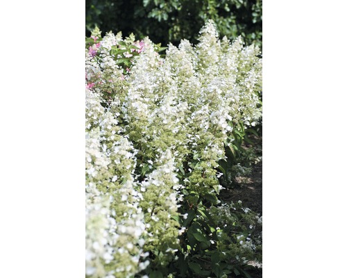 Hortenzia latnatá FloraSelf Hydrangea paniculata 'Magical Himalaya' výška 100-125 cm kvetináč 18 l Rad rastlín hortenzie v záhrade