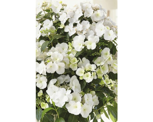 Hortenzia FloraSelf Hydrangea Runaway Bride ® 'Snow White' výška 50-60 cm kvetináč 6 l