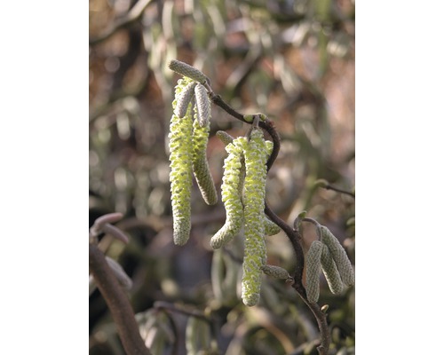 Lieska obyčajná FloraSelf Corylus avellana 'Contorta' polokmeň 125 cm výška 150-175 cm kvetináč 18 l