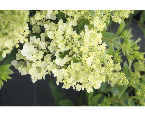 Hortenzia metlinatá FloraSelf Hydrangea paniculata 'Magical Matterhorn' výška 50-60 cm kvetináč 6 l