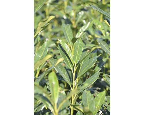 Vavrínovec lekársky Elly FloraSelf Prunus laurocerasus 'Elly'® 60-80 cm click-kvetináč Detailný pohľad na vavrínovú rastlinu