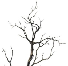 Dekoratívna, holá vetva stromu pre interiér