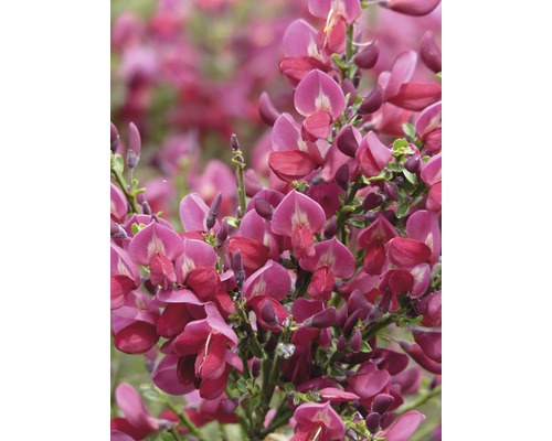 Prútnatec metlovitý červený kmienok 80 cm FloraSelf Cytisus praecox 'Windlesham Ruby' celková výška 100-110 cm kvetináč 18 l