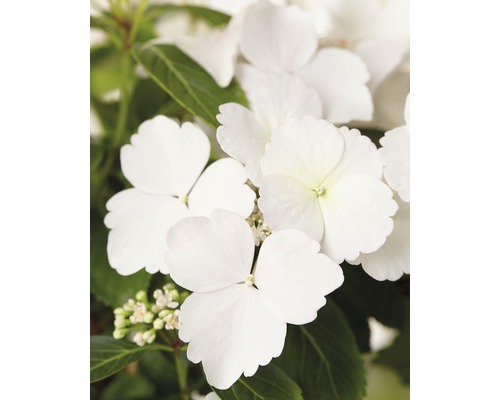 Hortenzia FloraSelf Hydrangea Runaway Bride ® 'Snow White' výška 40-50 cm kvetináč 3,5 l