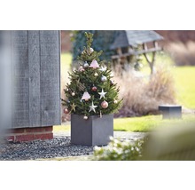 Zdobený ihličnan v kvetináči na vonkajšie použitie