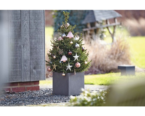 Zdobený ihličnan v kvetináči na vonkajšie použitie