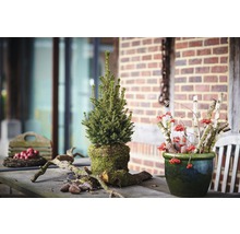 Dekoratívne aranžmán so smrekom, bobuľami a drevom na stole