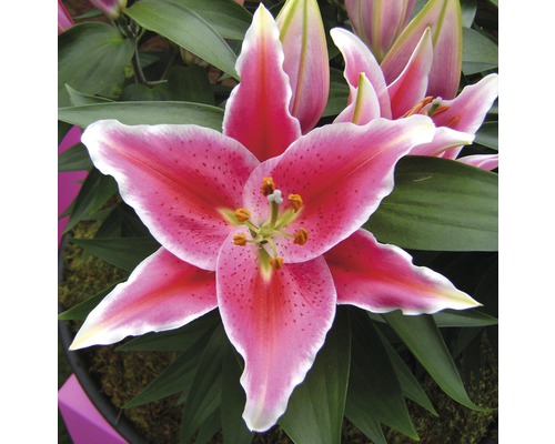 Detailný záber kvetu ľalie s ružovými okvetnými lístkami