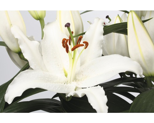 Detail bieleho kvetu ľalie so zelenými listami