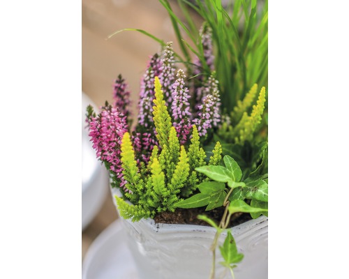 Kvetináč s vresom a zelenými rastlinami