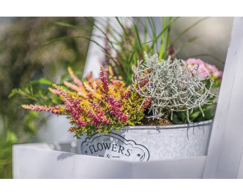 Ozdobné vresy v kovovom vedre s nápisom Kvety