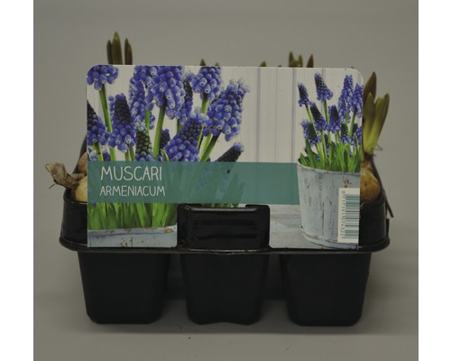 Modrenec FloraSelf Muscari armeniacum balenie 6 ks