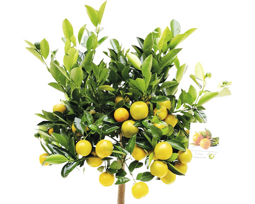 Mandarínkovník s plodmi a zelenými listami