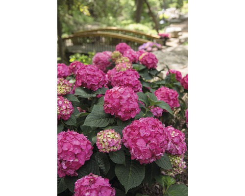 Záhon hortenzií s dreveným mostom v pozadí