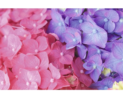 Detail kvetov hortenzie