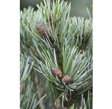 Borovica drobnokvetá Pinus parviflora 'Negishi' 30-40 cm kvetináč 6 l