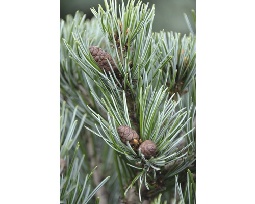 Detail borovice limby s ihlicami a šiškami