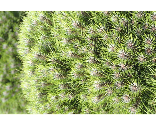 Detail guľovitej borovice so zeleným ihličím