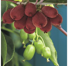 Mini kivi duo špalier Hof:Obst samosprašné, 2 odrody Actinidia V 60-80 cm kvetináč 6 l