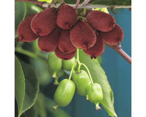 Plody mini kiwi na vetve