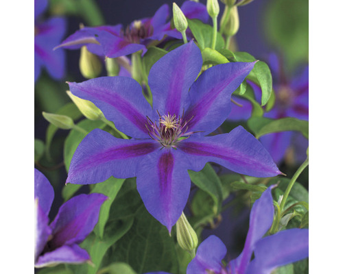Plamienok FloraSelf Clematis-kultivar 'Mrs. N. Thompson' 50-70 cm kvetináč 2,3 l Detail modrého plamienka s fialovými pruhmi