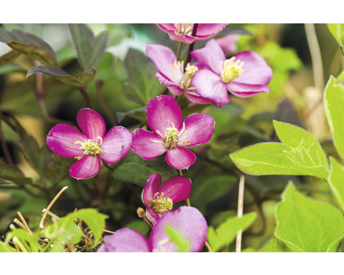 Plamienok horský FloraSelf Clematis montana 'Van Gogh' 40-70 cm kvetináč 2,3 l Detail plamienku s purpurovými kvetmi a zelenými listami.