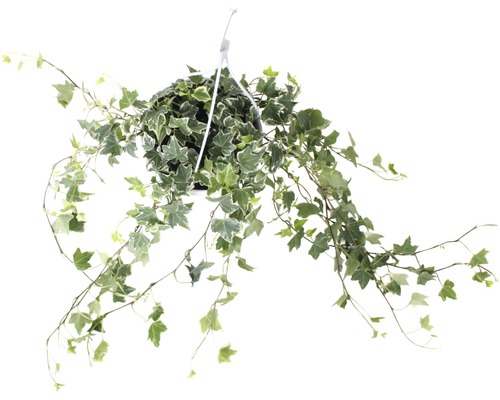 Brečtan v závesnom kvetináči FloraSelf Hedera helix výška 50-80 cm kvetináč Ø 17 cm