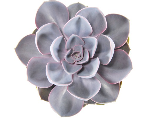 Detail rastliny skalnica