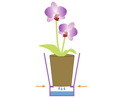 Ilustrácia orchidey v kvetináči so zavlažovacím systémom