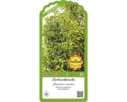 Štítok bobkovišne Prunus lusitanica ''Angustifolia'' s informáciami o vlastnostiach a starostlivosti