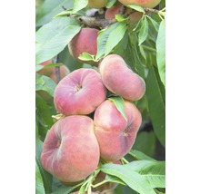 Broskyňa obyčajná FloraSelf Bio Prunus persica 130-150 cm kvetináč 7,5 l-thumb-0