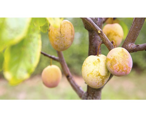 Slivka mirabelka stĺpovitá BIO 'Aprimira' FloraSelf Bio Prunus domestica Starline® 'Aprimira' 120-150 cm kvetináč 7,5 l