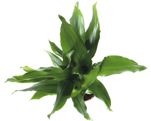 Zamiokulkas izbová rastlina v kvetináči