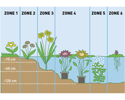 Ilustrácia jazierkových zón s rôznymi vodnými rastlinami a hĺbkovými údajmi