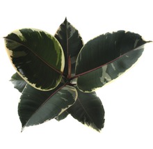 Izbová rastlina Ficus elastica s mramorovanými listami