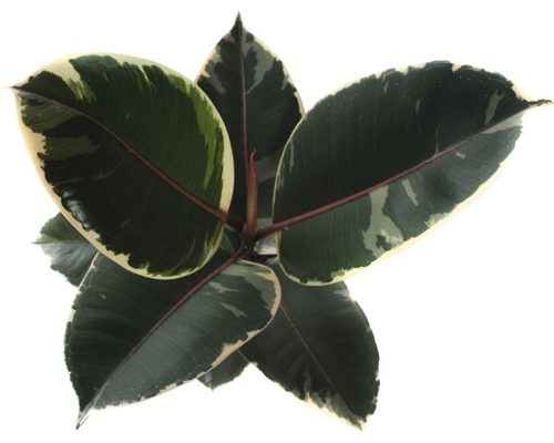 Izbová rastlina Ficus elastica s mramorovanými listami