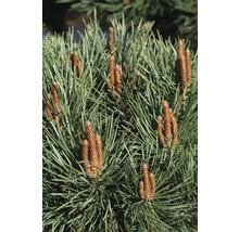 Borovica lesná Botanico Pinus sylvestris 'Watereri' výška 50-60 cm kvetináč 10 l