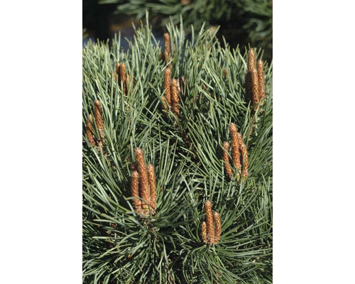 Detail borovicových konárov s púčikmi