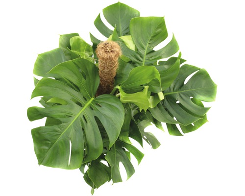 Izbová rastlina Monstera s oporou na popínanie