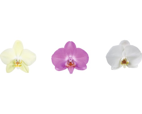 Tri jednotlivé kvety orchideí