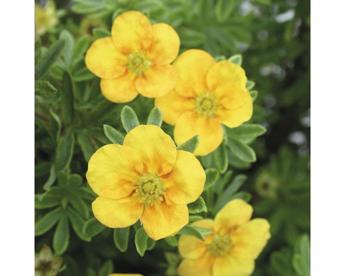 Nátržník krovitý FloraSelf Potentilla fruticosa 'Mango Tango' výška 30-40 cm kvetináč 4 l