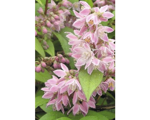 Trojpuk FloraSelf Deutzia magnifica „Tourbillon Rouge“ 80-100 cm kvetináč 10 l Kvety rastliny trojpuku