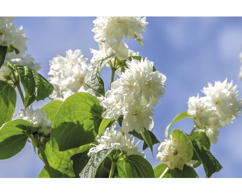 Pajazmín Philadelphus 'Minnesota Snowflake' výška 80-100 cm kvetináč 10 l