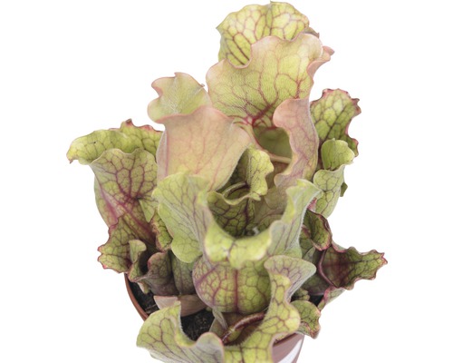 Mäsožravá rastlina v kvetináči