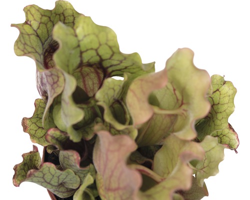 Mäsožravá rastlina v kvetináči, Sarracenia