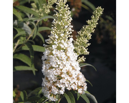Motýlí ker, budleja Dávidova biela FloraSelf Buddleja davidii 60-80 cm kvetináč 3 l Detail bieleho kvetu budleje