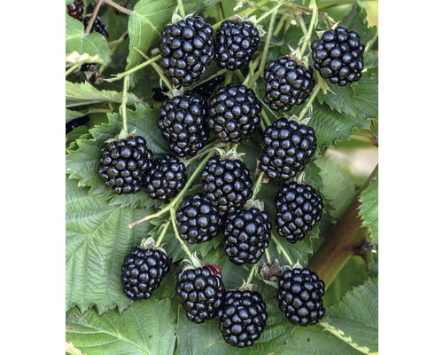 Detailný pohľad na černice na kríku