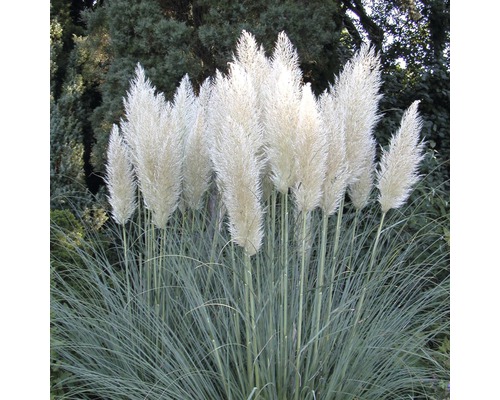 Kortadéria dvojdomá zakrpatená FloraSelf Cortaderia selloana 'Pumila' výška 50-80 cm kvetináč 15 l